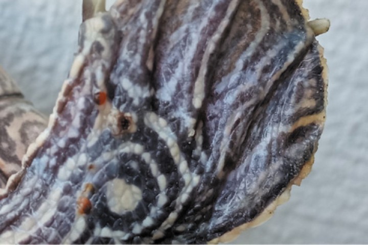 Úlceras en piel causadas por <i>Aeromonas caviae</i> en <i>Graptemys pseudogeographica.</i>
