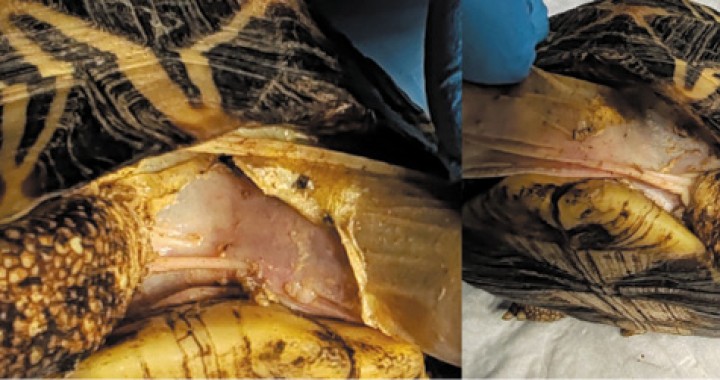 Eritema y desprendimiento de piel causados por <i>Micrococcus</i> sp. en <i>Astrochelys radiata.</i>