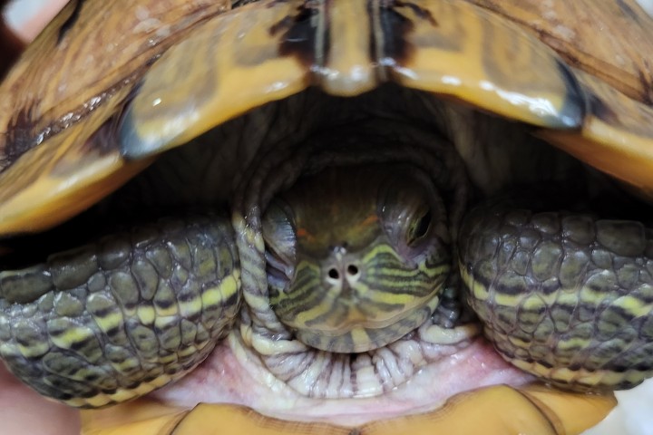 Eritema de piel causado por <i>Klebsiella oxytoca</i> y <i>Citrobacter braakii</i> en <i>Trachemys scripta.</i>