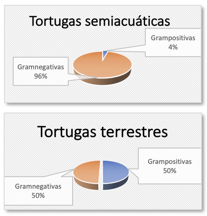 Porcentaje de bacterias (clasificación Gram) según grupo de tortugas.