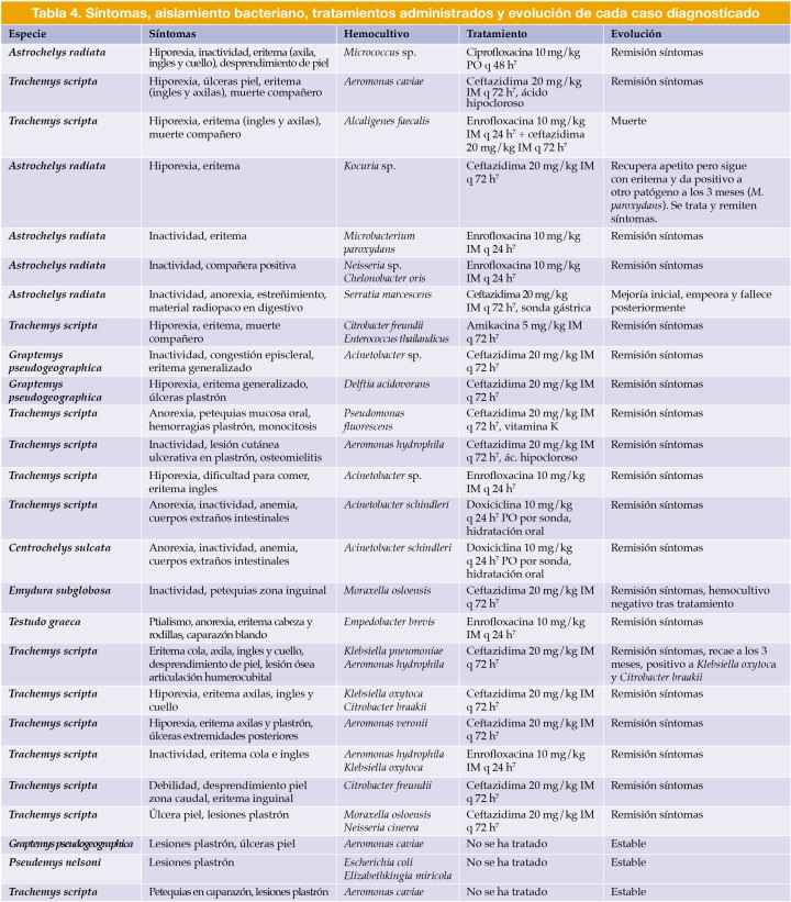 Síntomas, aislamiento bacteriano, tratamientos administrados y evolución de cada caso diagnosticado