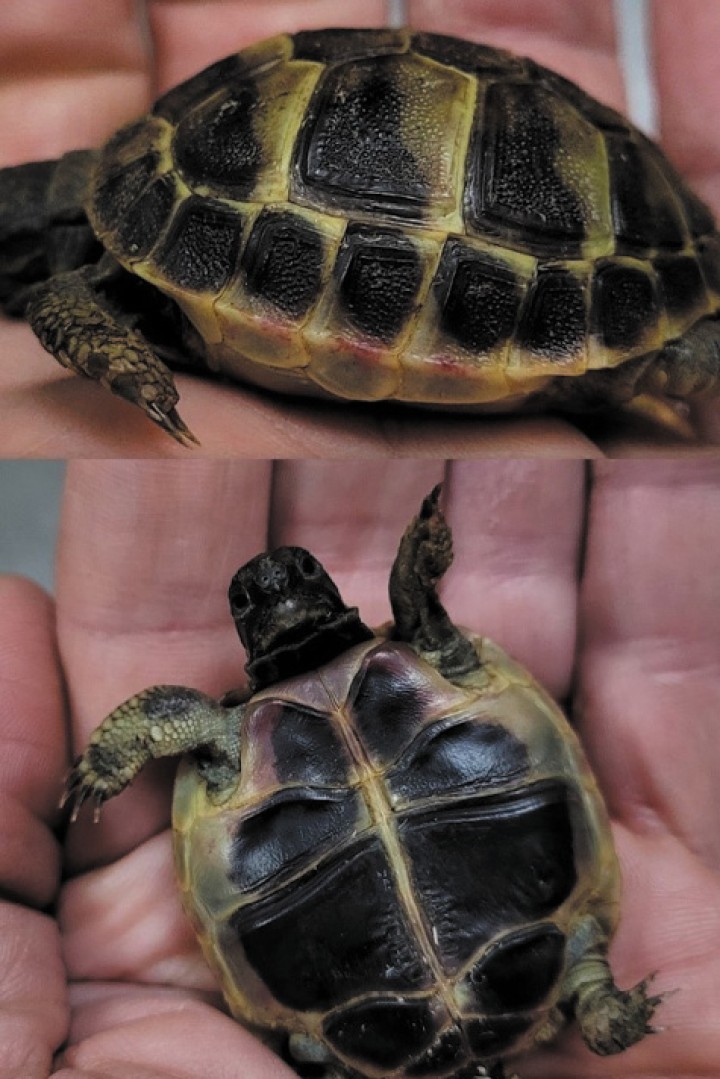 <i>Testudo hermanni </i>con hemorragia subqueratinosa en plastrón. Su peso (15 g) limita la realización del hemocultivo.