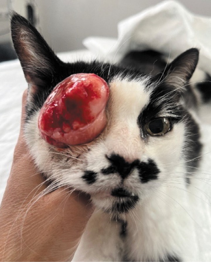 Imagen de la paciente en el momento de la consulta.