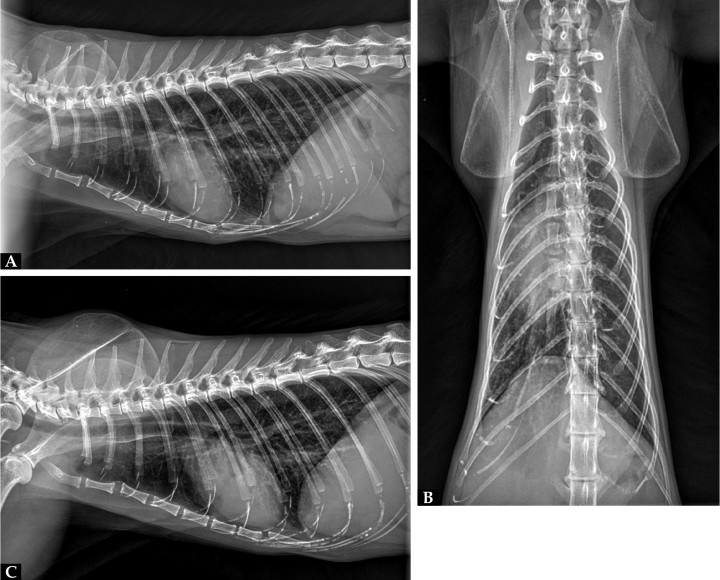 Imágenes radiográficas. (A) Proyección lateral derecha. (B) Proyección ventrodorsal. (C) Proyección lateral izquierda.
