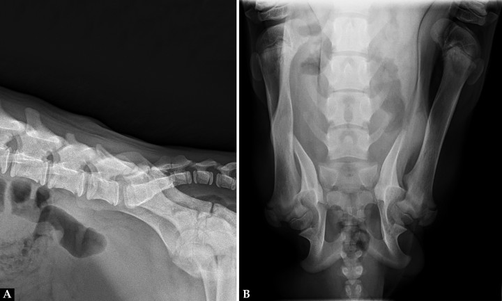 (A) Radiografía lateral derecha de la región lumbosacra. (B) Radiografía dorsoventral de la región lumbosacra.