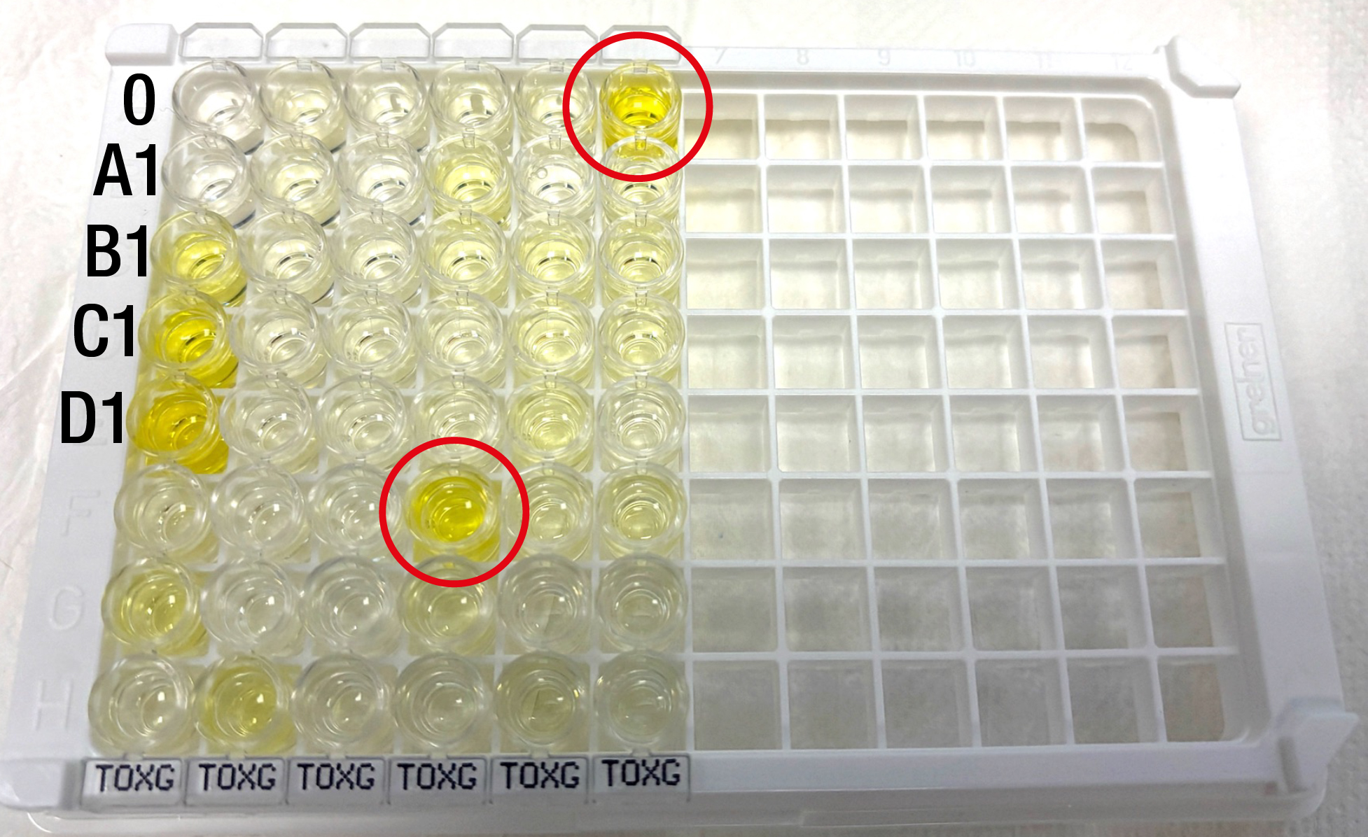 Resultados positivos (círculo rojo) mediante la técnica ELISA (VetLine <i>Toxoplasma</i> ELISA®). 0 (control negativo); A1, B1, C1 y D1 (controles estándar de la prueba A1<B1<C1<D1).