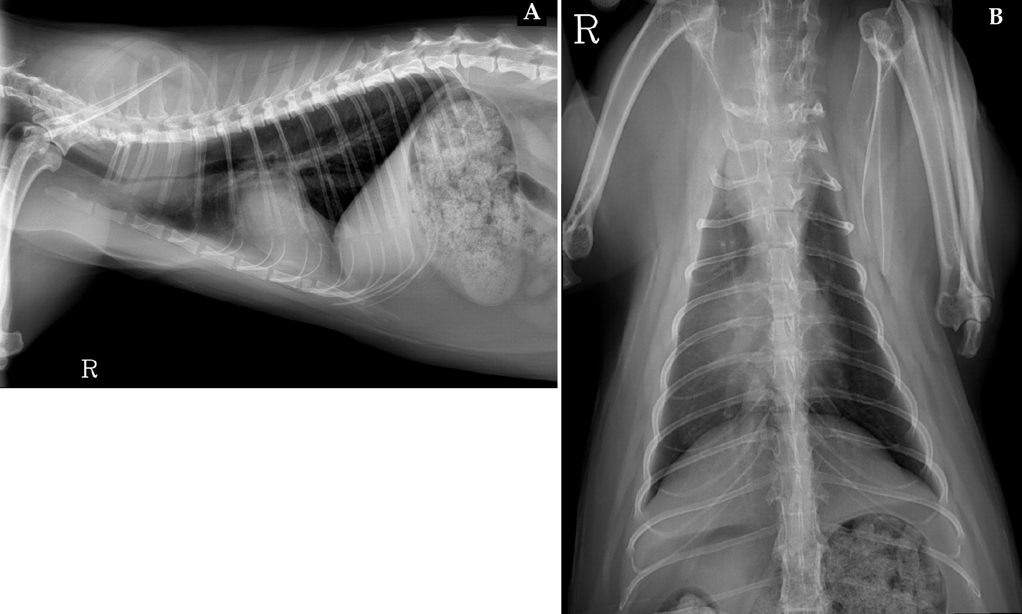 Radiografías de tórax de una gata hembra de 4 años. (A) Proyección lateral derecha. (B) Proyección dorsoventral.