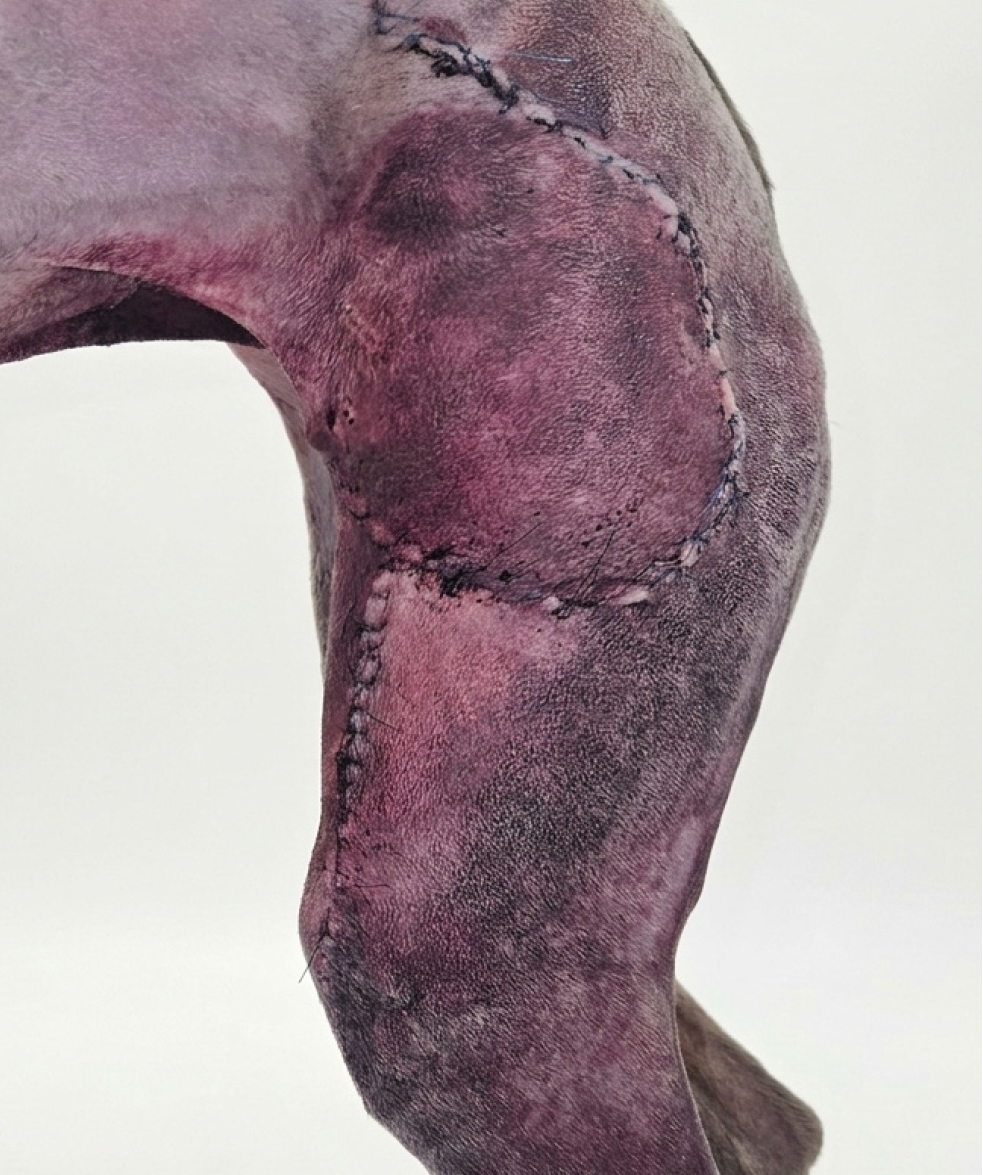 <b>Manejo postoperatorio</b>.  Analgesia multimodal, collar isabelino, manejo de drenaje de succión cerrada (si se colocase), vigilar si el apósito presenta exudado (si se colocase), restricción del ejercicio durante 14 días, monitorización de la herida (seroma, hematoma, exudado, etc.). En este caso, el paciente era un lebrel italiano por lo que se administró ácido tranexámico pre y postoperatoriamente por riesgo de síndrome fibrinolítico. En la imagen se aprecia un hematoma postquirúrgico severo (48 h). 