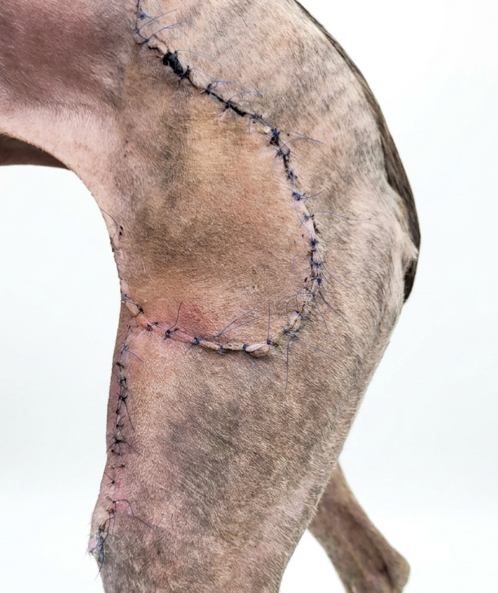 <b>Complicaciones en el perro</b>. Las posibles complicaciones comprenden complicaciones en colgajos del pliegue inguinal (65 %: 45 % menores, 20 % mayores), complicaciones en colgajos del plexo subdérmico [51 %; perros: 55 % (39 % menores, 16 % mayores), gatos: 43 % (32 % menores, 11 % mayores)], dehiscencia de la incisión (30 %), seroma (12 %), necrosis parcial distal del colgajo (10-25 %) e infección del sitio quirúrgico (9 %). En este caso concreto, no hubo complicaciones; el hematoma presentó una reabsorción progresiva hasta su completa resolución y las suturas fueron retiradas a los 14 días postquirúrgicos.