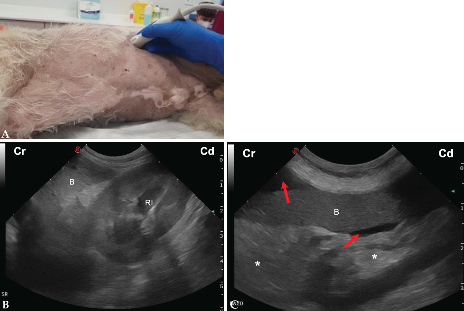 (A) Posicionamiento de la sonda de ecografía para obtener la vista del flanco izquierdo. (B) Imagen ecográfica del área esplenorrenal (SR) de un perro sano, en la que se observa el bazo (B) y el riñón izquierdo (RI) en corte longitudinal. Cr: craneal; Cd: caudal. (C) Imagen ecográfica del área esplenorrenal (SR) de un perro con hemoabdomen, en la que se observa líquido libre anecogénico (flechas rojas) alrededor del bazo (B) y la grasa peritoneal ligeramente hiperecogénica (asteriscos). Cr: craneal; Cd: caudal.